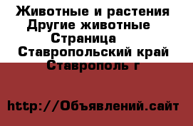 Животные и растения Другие животные - Страница 2 . Ставропольский край,Ставрополь г.